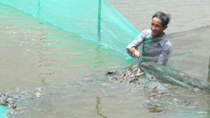Bến Tre Tôm trúng mùa và duy trì ở mức giá cao