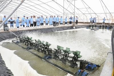 Năm 2019, Việt Nam sẽ chủ động nguồn tôm giống bố mẹ