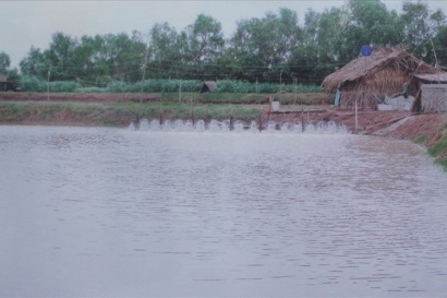 Trà Vinh Hướng đến phát triển nghề nuôi tôm bền vững