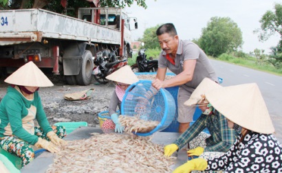 Nuôi tôm ứng phó với biển đổi khí hậu Nhiều mô hình quảng canh hiệu quả