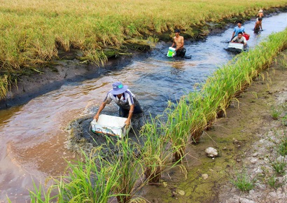 Thới Bình (Cà Mau) Diện tích nuôi tôm càng xanh tăng đột biến