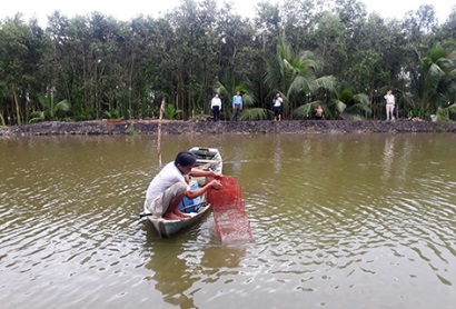Hậu Giang Luân canh tôm - lúa trên đất phèn nhiễm mặn