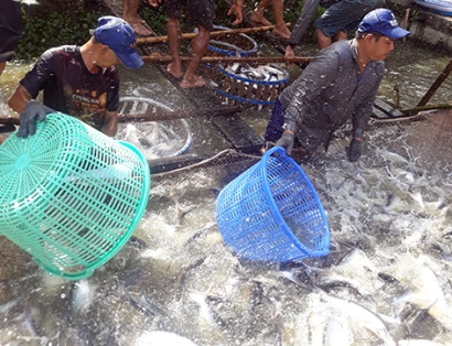 Hậu Giang Giá cá tra tăng 10.000 đồngkg