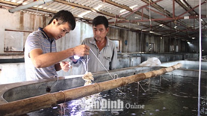Nam Định Đẩy mạnh phát triển sản xuất hàu giống