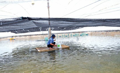 Hiệu quả Phát triển nuôi trồng thủy sản theo hướng thâm canh ở huyện Kiến Thụy, Tp.Hải Phòng Diện tích giảm, sản lượng vẫn tăng