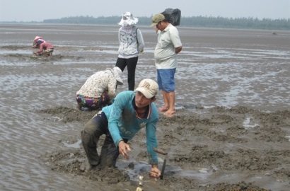 Bí quyết để con nghêu Bến Tre được cấp chứng nhận tiêu chuẩn MSC