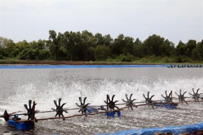 Kiên Giang Hiệu quả từ nuôi tôm thẻ chân trắng công nghiệp vùng ven biển Hòn Đất