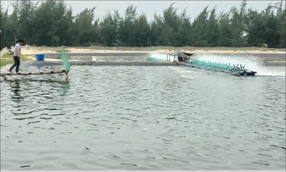 Nuôi tôm “nước sạch”