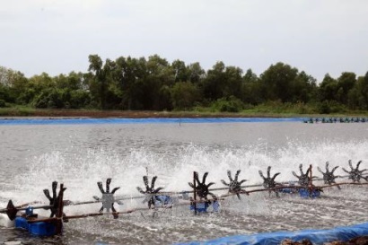 Mở rộng thị trường xuất khẩu tôm - Bài 1 Áp dụng công nghệ cao vào sản xuất