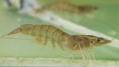 Đồng Tháp Nghiên cứu giống tôm thẻ chân trắng thuần ngọt