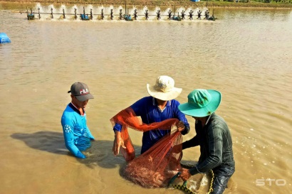 Sóc Trăng Vụ nuôi tôm 2017 - thành công hơn mong đợi