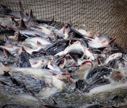 Thí điểm liên kết SX giống cá tra 3 cấp thành công