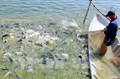 Thí điểm liên kết SX giống cá tra 3 cấp thành công