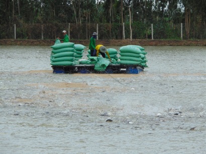 Ứng dụng công nghệ Biofloc nuôi thủy sản