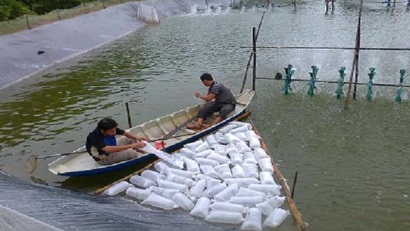 Cam Ranh 50% trại sản xuất tôm giống gặp khó khăn