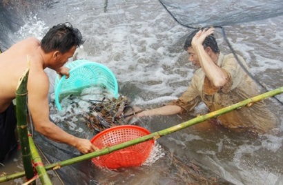Nông dân Cà Mau lãi đậm nhờ nuôi tôm càng xanh