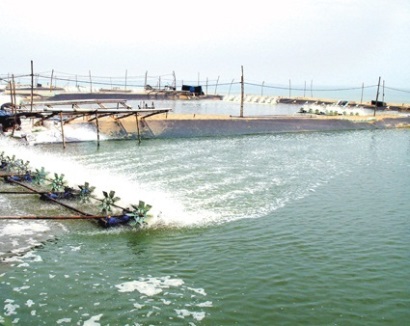 Quảng Ngãi Lịch thời vụ, cơ cấu giống nuôi trồng thủy sản năm 2018