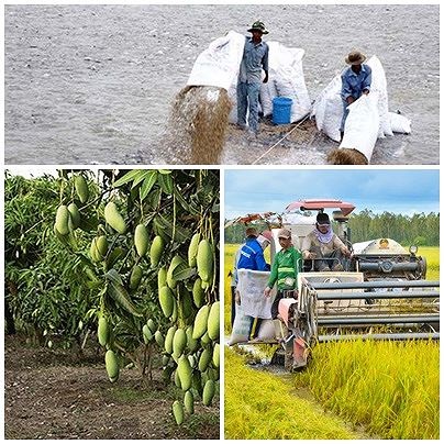 Phát triển bền vững ĐBSCL Ưu tiên thủy sản, cây ăn trái, lúa