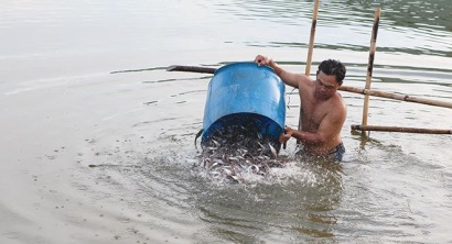 Doanh nghiệp cá tra Gỡ “nút thắt” con giống