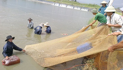 Bà Rịa - Vũng Tàu Sản lượng đánh bắt, nuôi trồng thủy hải sản tăng