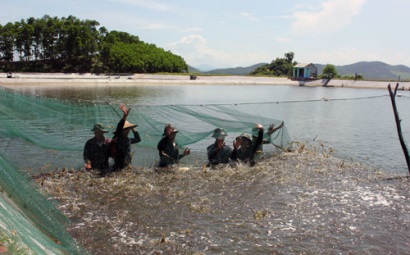 Chống bơm tạp chất vào tôm Làm sạch ngành tôm, phục vụ xuất khẩu