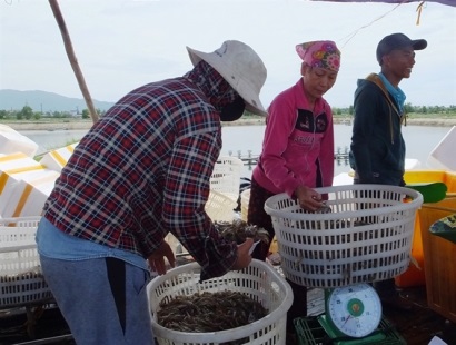 Vùng biển miền Trung sôi động trở lại Nuôi tôm hồi sinh