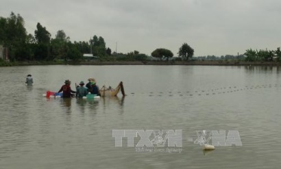 Nuôi tôm càng xanh kết hợp trồng lúa cho lợi nhuận 75 triệu đồngha