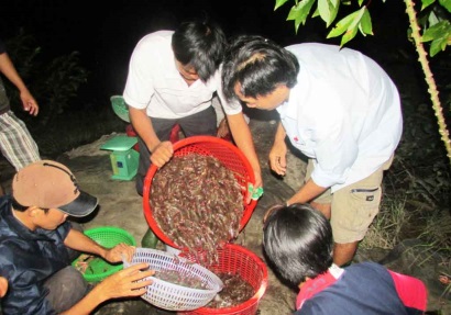 Long An Giá tôm tăng - Nông dân phấn khởi