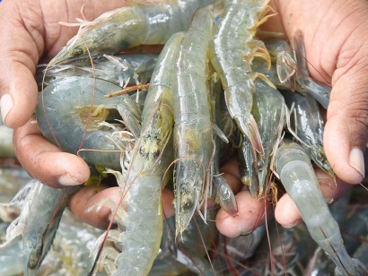 Ấn Độ Giá tôm dự kiến tăng cuối tháng 122017