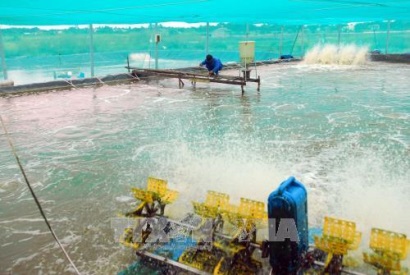 Nuôi tôm sạch đem lại hiệu quả cao ở Mỹ Xuyên
