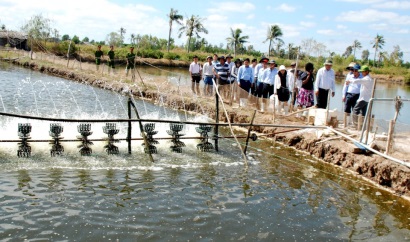 Cà Mau Con tôm vượt khó ngoạn mục