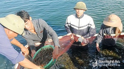 Nghệ An Nuôi tôm đạt giá trị hơn 658 tỷ đồng