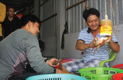 Cà Mau Tín hiệu đáng mừng cho “con cua Năm Căn”