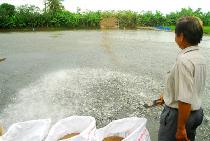 Liên kết sản xuất giống cây trồng, vật nuôi