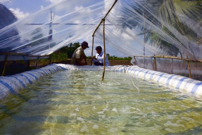 Đổi mới hình thức nuôi tôm quảng canh cải tiến