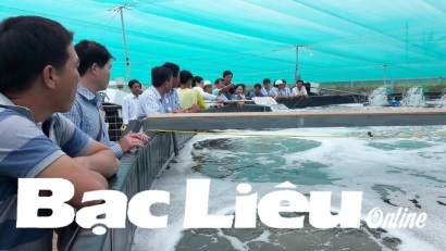 Hòa Bình (Bạc Liêu) Tham quan mô hình nuôi tôm siêu thâm canh
