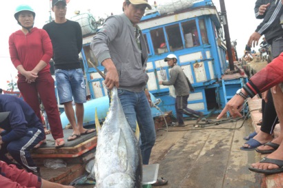 Bội thu mùa cá cuối năm tại ngư trường Hoàng Sa