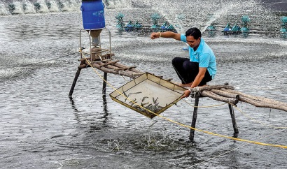Cái Nước (Cà Mau) Hướng tới phát triển vùng nuôi tôm siêu thâm canh tập trung 500ha