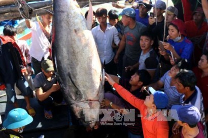 Ngư dân Phú Yên phấn khởi với chuyến biển đầu năm