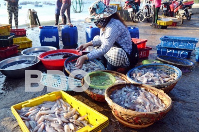 Bình Định Xuất hành đầu năm, ngư dân trúng đậm mực ống