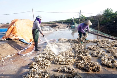 Ninh Bình Phát triển sản xuất hàu giống ở Kim Trung