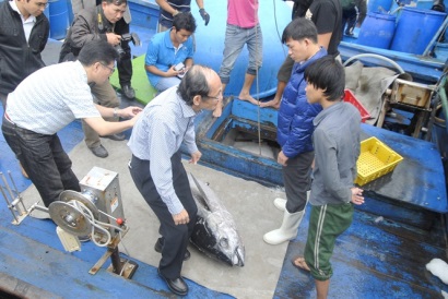 Câu cá ngừ kiểu Nhật, chất lượng cải thiện trông thấy