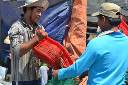 Giá tôm sú đã tăng trở lại