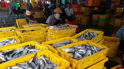 Cảng cá đón những chuyến tàu đầu tiên với niềm vui trúng mùa biển