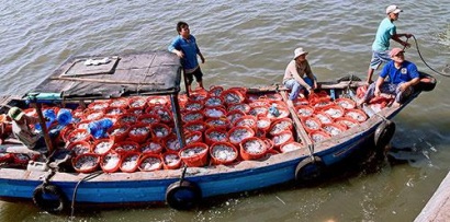 Bình Thuận Đầu năm ngư dân trúng mùa cá cơm