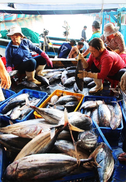 Khánh Hòa Phát triển các mô hình liên kết chuỗi thủy sản