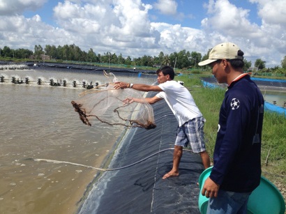 Nuôi tôm không cần “trực đêm”