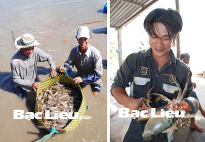 Huyện Đông Hải (Bạc Liêu) Phát triển và nâng chất các mô hình nuôi tôm sinh thái