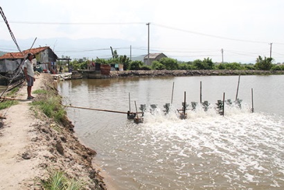 Nỗi lo chất lượng con giống