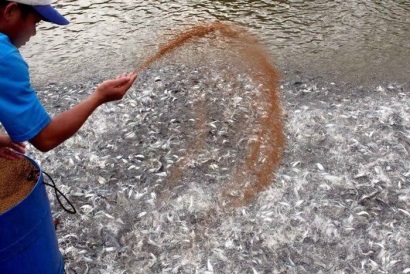 Không thể xem nhẹ chất lượng con giống